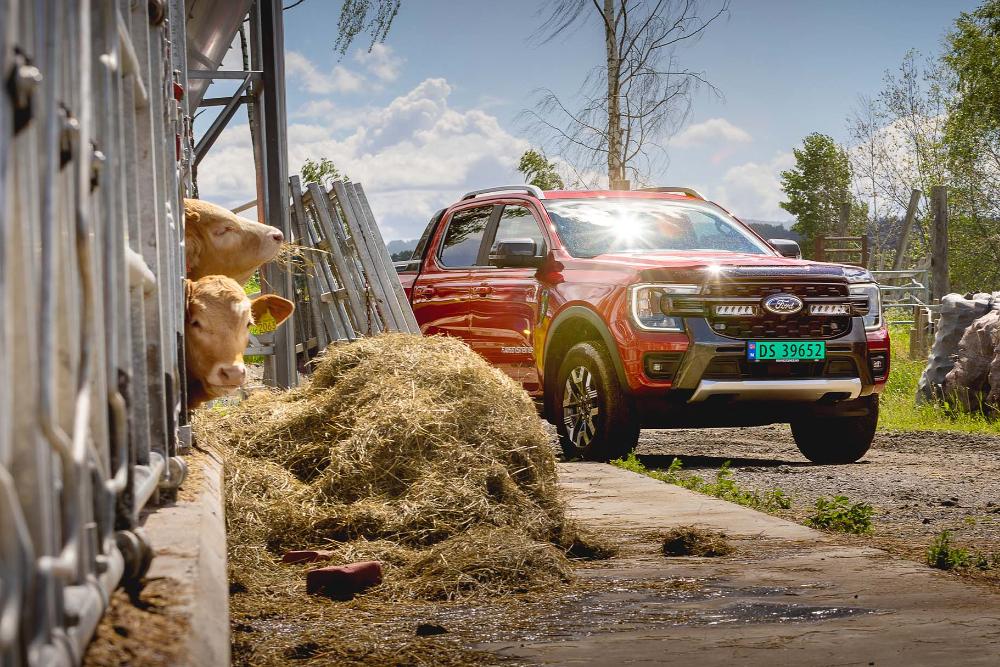 Rød Ford Ranger parkert nær en låve med to kuer og en høyballe.